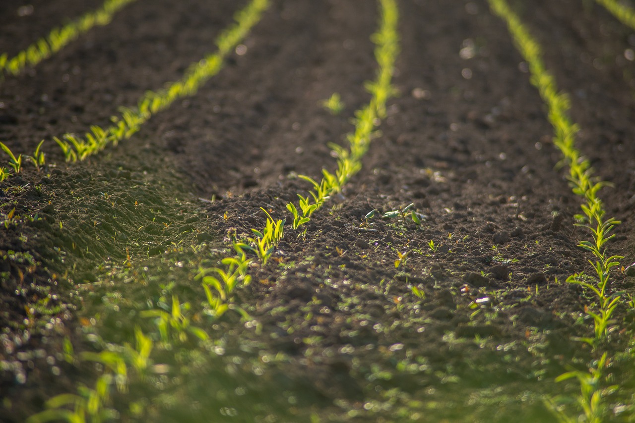 field, cultivation, plants