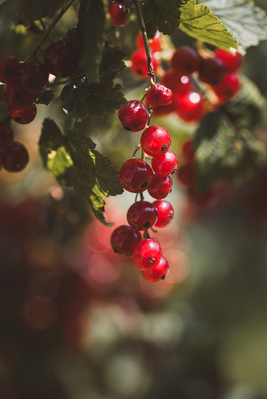 red, garden, ripe