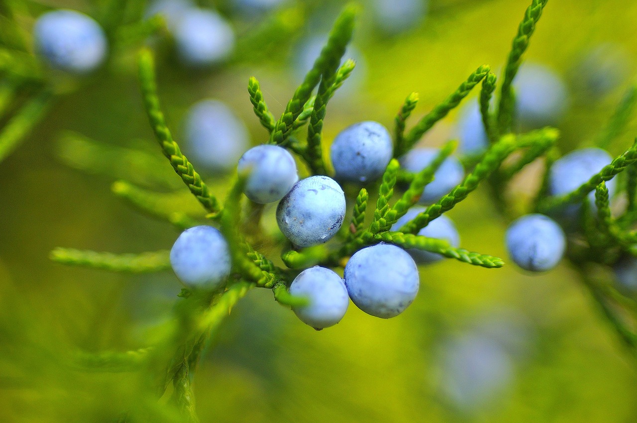 berries, blueberries, fruit