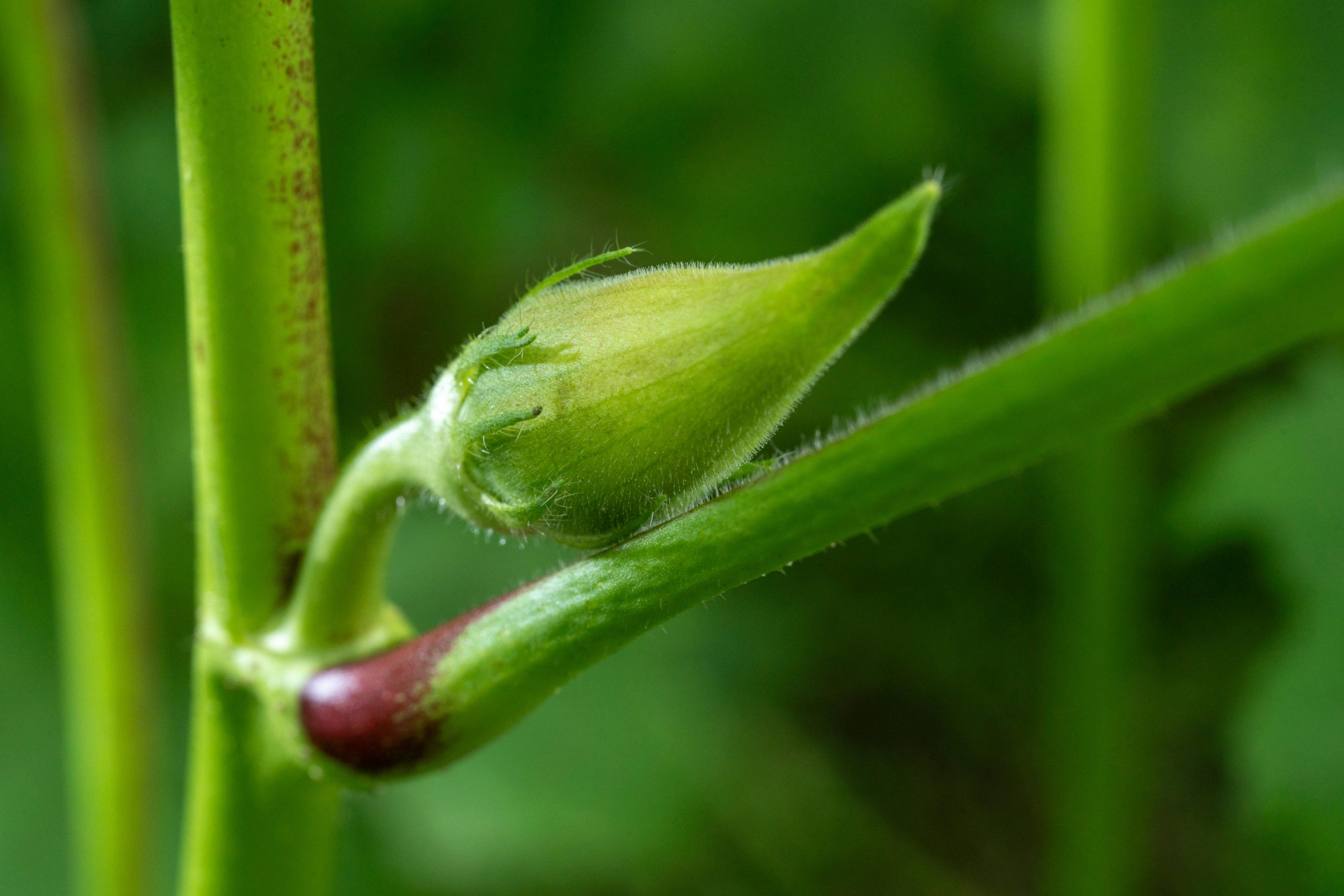 Detailed shot of an okra bud amidst lush green foliage in Costa Rica.